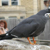 Inca Tern